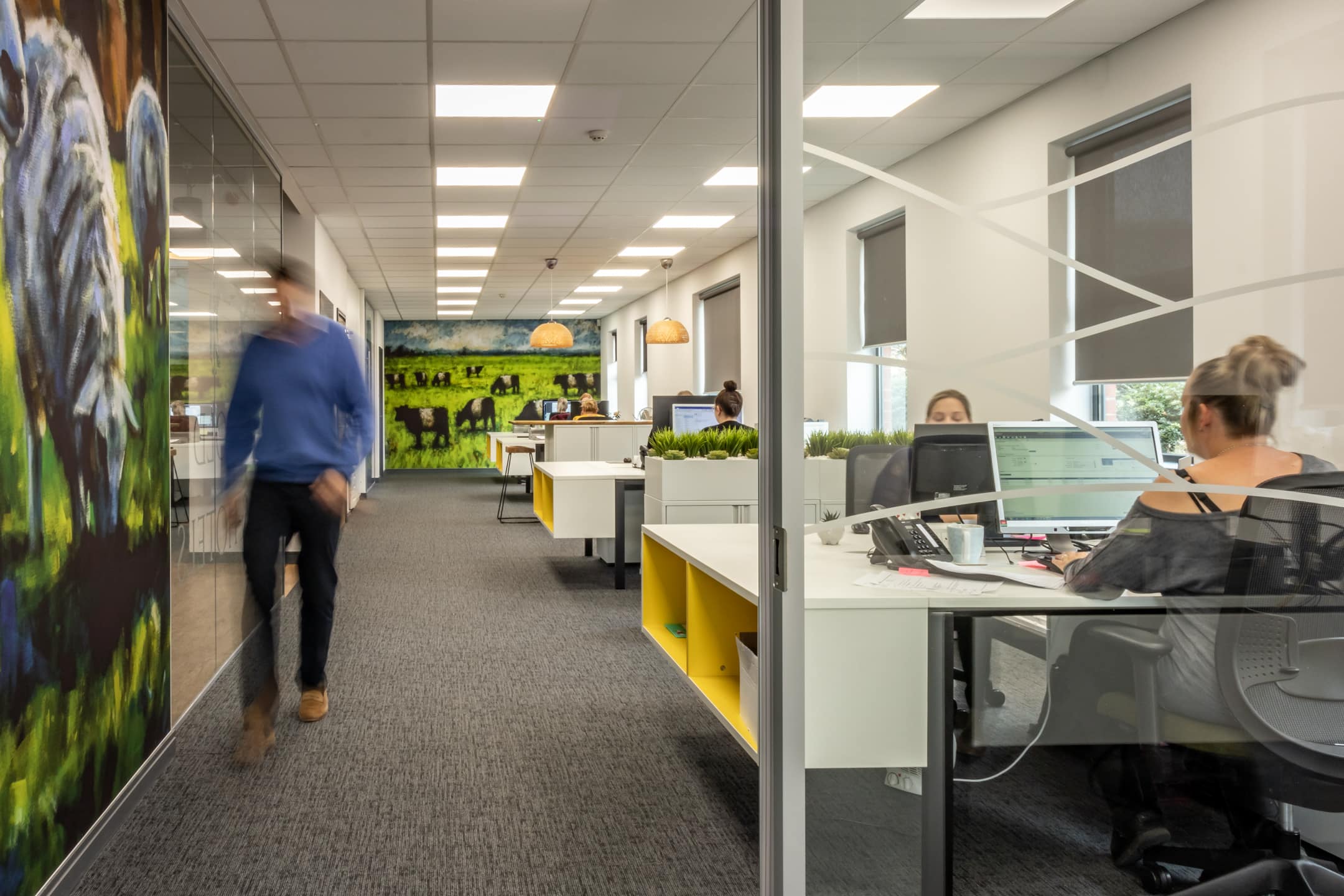 Open-plan office with a full-height cow mural and glazed meeting rooms at the Cotswold Inns and Hotels head office in Evesham
